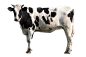d9049c8c5baa854a91ed135700d334b7