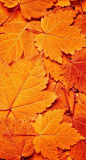 autumn leaves | Very cool photo blog