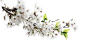 #草类# #植物PNG# #PNG素材# #绿叶# #藤蔓# #叶子PNG# #花朵# #薰衣草# #玫瑰# #花PNG# #荷花素材# #荷叶PNG# #荷花PNG#