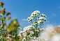 white-flowers-garden-blue-sky-background2