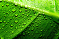 唯美绿叶植物特写高清图片 - 素材中国16素材网