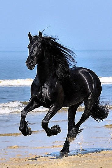 Black Friesian horse...