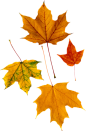 秋天的枫叶素材模板枫叶图片