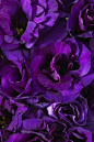 Purple Lisianthus   紫桔梗
