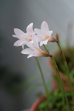 如水·心采集到花·影集