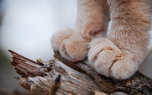宠物图片：温柔的猫爪 (11)