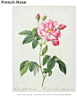 [转载]著名花卉画家雷杜德的“玫瑰圣经”