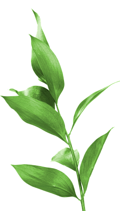 唔姆666采集到植物