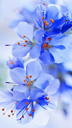 夏の殇采集到花事