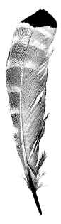 #feather