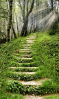 林间石阶 -  Stone Steps in Forest