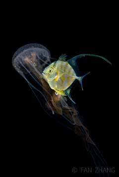 彩虹大拿采集到海洋生物