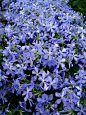 鲜花, 春天的花朵, 蓝色花, 紫色的花朵, 小花, 蜘蛛花, 紫色花, 花, 紫色, 小, 性质, 植物区系