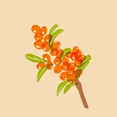 海红果树枝插画素材设计稿沙棘插画