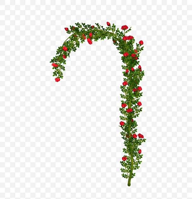 蔷薇蔷薇花藤花藤藤藤子树藤藤蔓