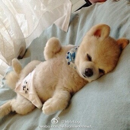 萌狗狗