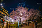 樱桃树,东京中城,停车场,城市生活,事件,珊瑚色,照明设备,城镇景观,著名景点,吉野樱花
