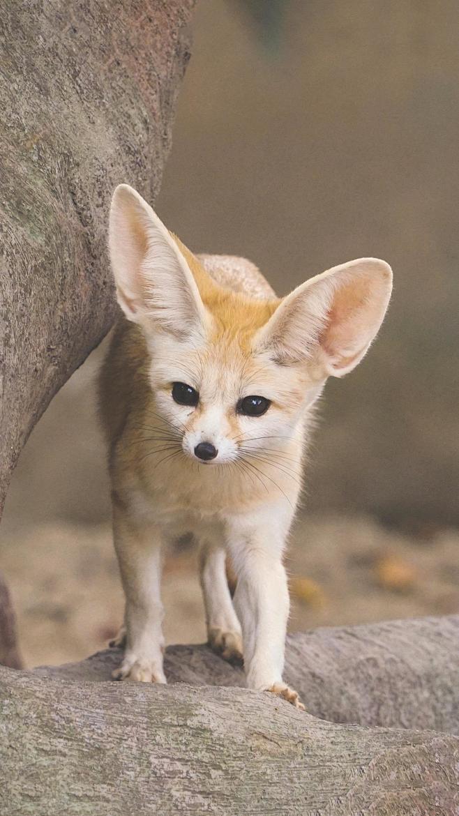 自带萌宠属性的耳廓狐这么可爱你喜欢它吗