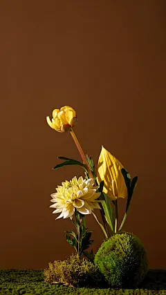 背景，产品背景，海报背景，自然元素，棕黄配色，花，苔藓，东方，简约，场景