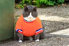 点击来源直接获取大图文件 |Random image of a fat pussy cat dressed as soccer player for the dutch national team relaxing in the garden in spring in the Netherlands