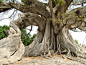 800岁老的木棉树。 Missirah，法蒂克，塞内加尔