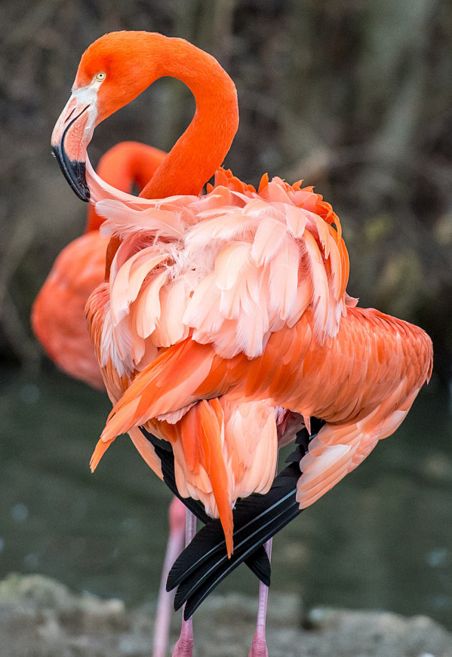 Flamingo Duett by Fe...