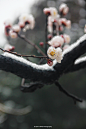 春风抚得杏花艳 谁知三月雪映春 明明已是三月底却来了一场倒春寒，让正在盛开的桃花杏花更加晶莹剔透，洁白的雪花落在粉粉的杏花上真是人间美景