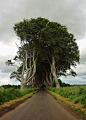 vhord:zoe-rh:

theindigo-child:

bonitavista:

The Dark Hedges, Northern Ireland
photo via donna

nature xx

welcome to earth

strictly nature