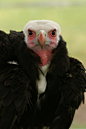 鹰形目·鹰科·白头秃鹫属：白头秃鹫