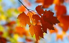 【秋天红色高清壁纸】秋天红色高清壁纸免费下载_手机中国