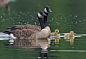 加拿大黑雁 Branta canadensis 雁鸭目 鸭科 黑雁属 
Tim Carey在500px上的保护者 _水禽采下来 #率叶插件，让花瓣网更好用#