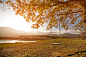 Swing at sunset with yellow tree.