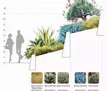 植物设计分析图-花瓣网