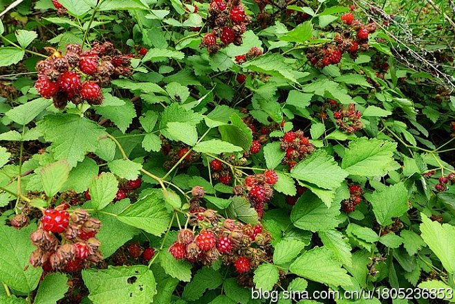 茅莓蔷薇科悬钩子属大片的茅莓果实红红的铺了一地
