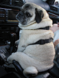 Auto Pug | Flickr – 相片分享！