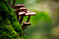 General 2048x1365 photography bokeh mushroom macro moss depth of field