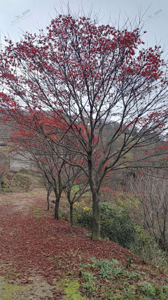 橘子时空采集到北方色叶小乔