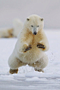 beautymothernature:

Polar Bear Pounce mother nature moments
