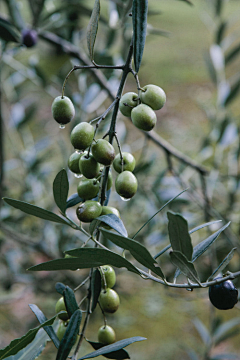 MChanX采集到olive