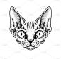 德文郡雷克斯猫斑猫