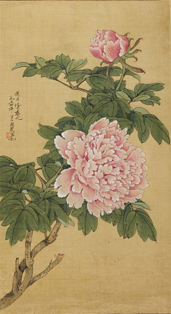 一团猫线采集到H-1植物