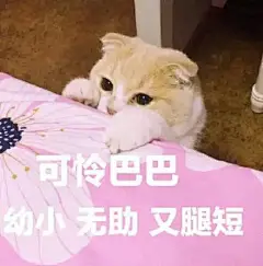 我是你的小可爱吖#表情包# ​