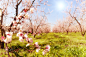 Orchard of peach trees bloomed in spring. Selective focus image by Vasilis Ververidis on 500px