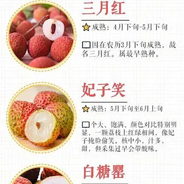 『荔枝科普』常见荔枝的种类和特点 收藏-花瓣网