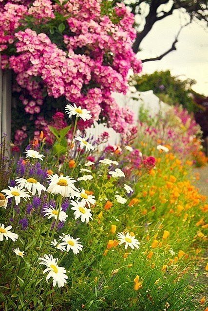 野草闲花