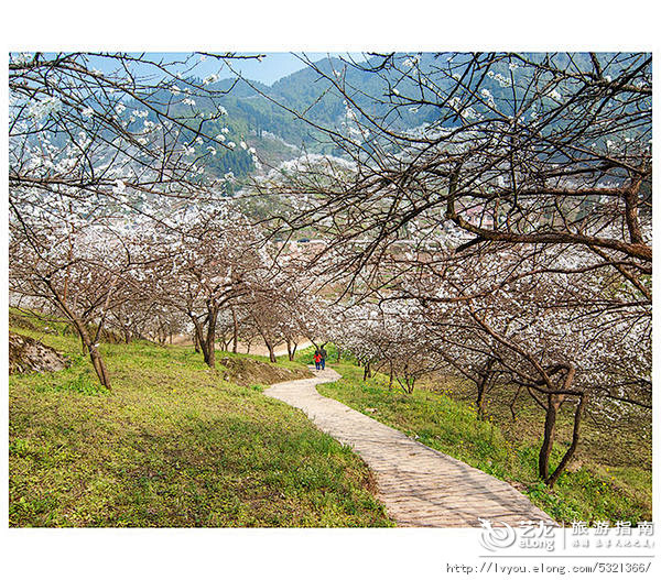 【百花绽放春光美】, 养龙旅游攻略