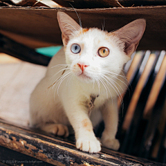 熊猫猫_Irene采集到那些毛茸茸的小可爱们