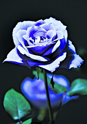 玫瑰     美丽纯洁的爱情
紫玫瑰 ...