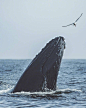 #国内首次拍摄到布氏鲸水下影像# 海深见鲸 见者好运

摄影师：Slater Moore ​ ​​​​