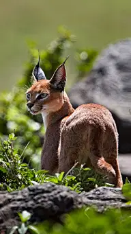 【生命】动物，宠物